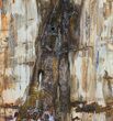 Colorful Petrified Wood Slab - Madagascar #58817-1